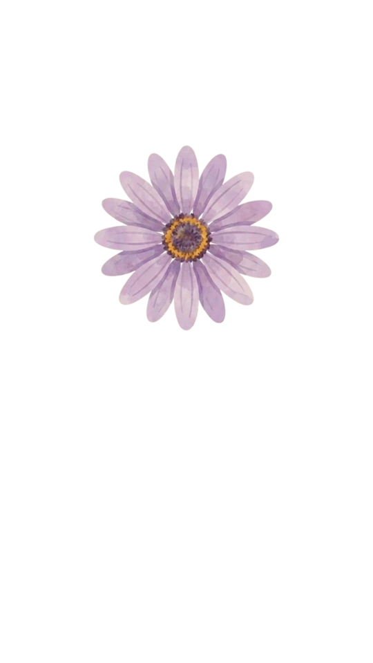 African Daisy