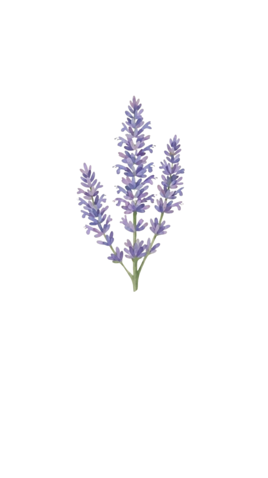 Anise Hyssop