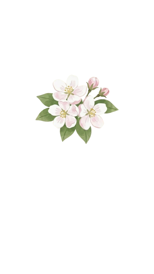 Apple Blossom