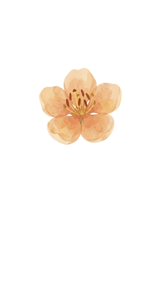 Apricot Blossom