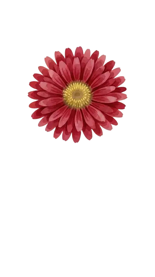 Red Aster