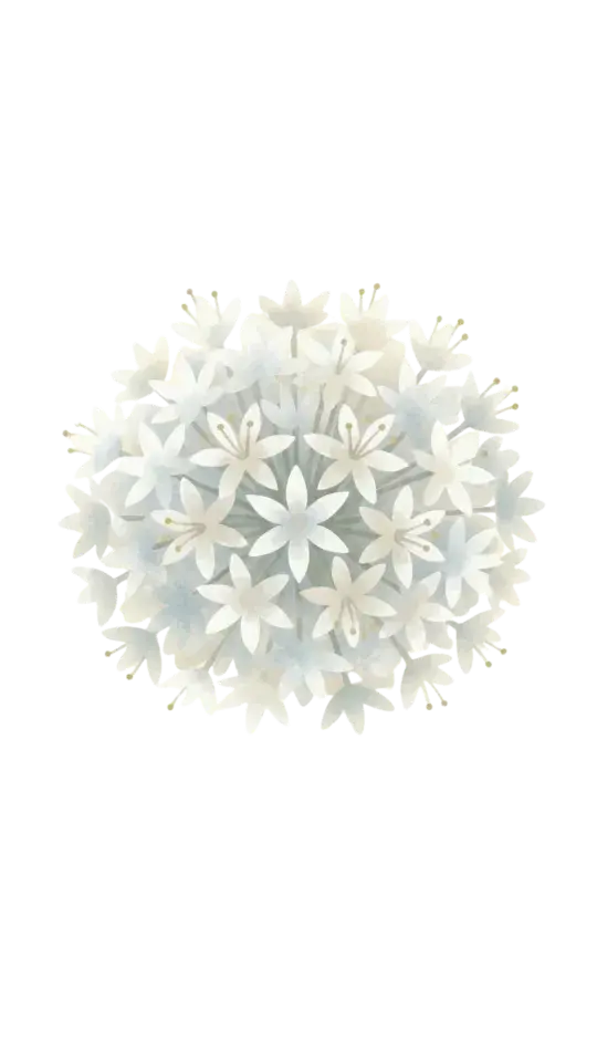 White Allium