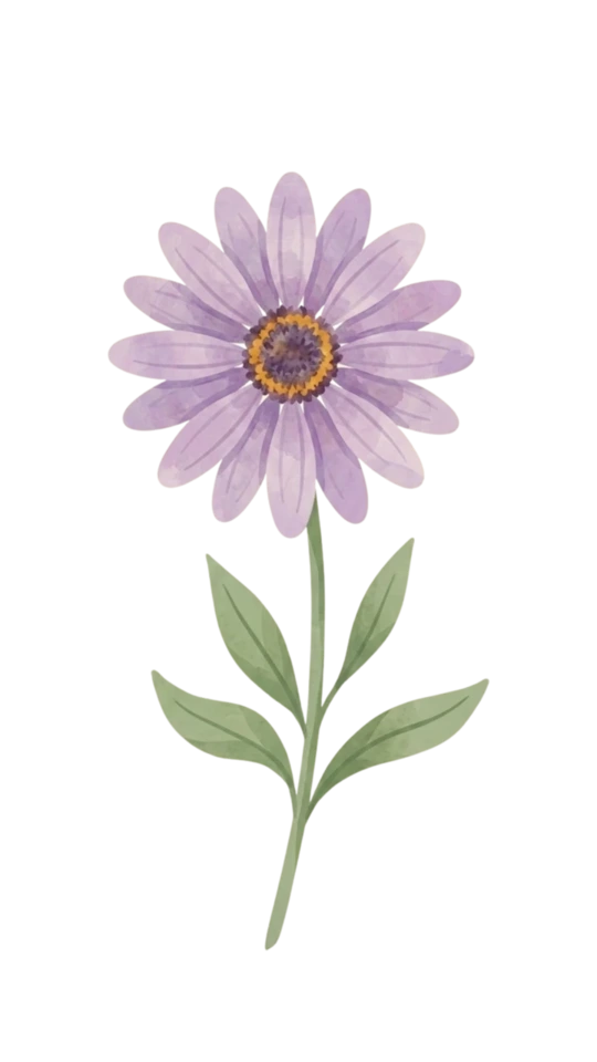 African Daisy