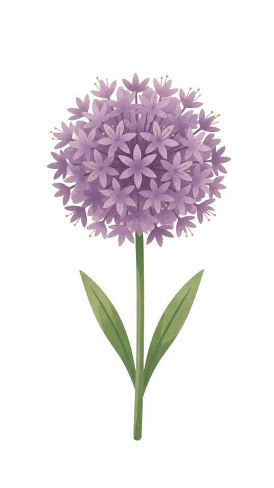 Allium