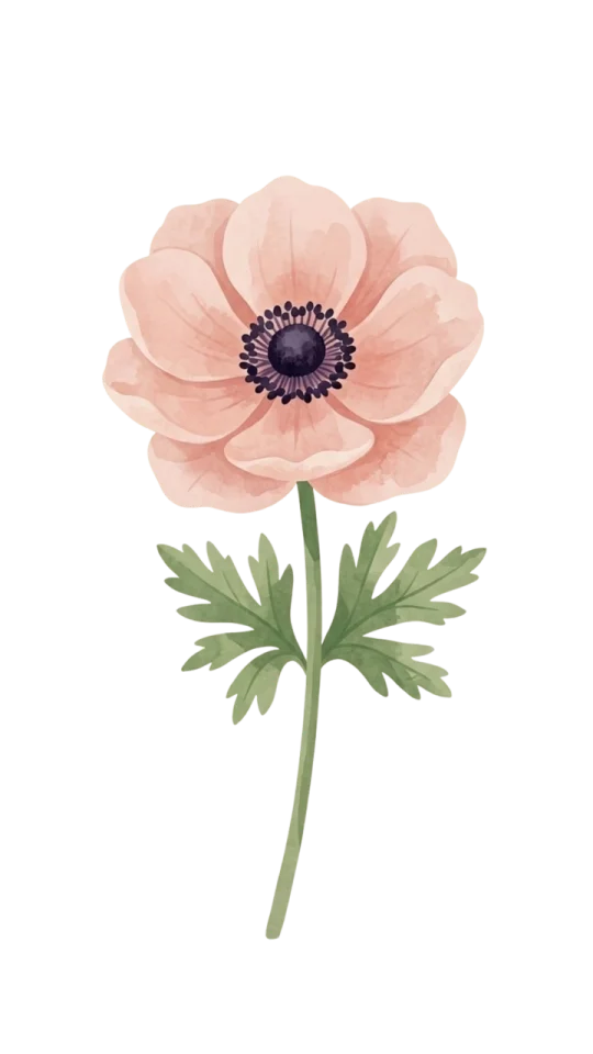 Anemone