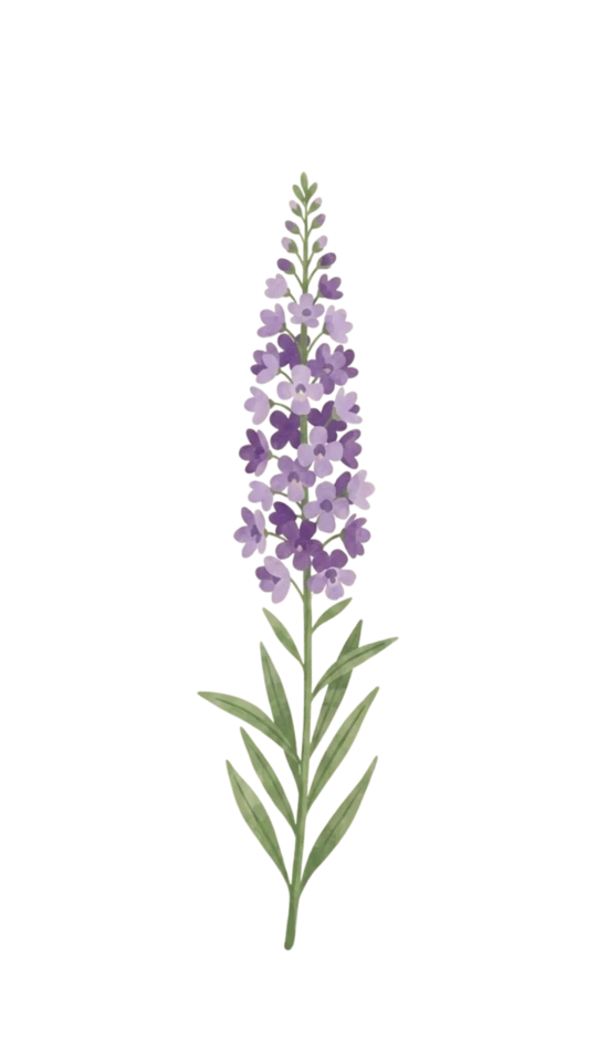 Angelonia