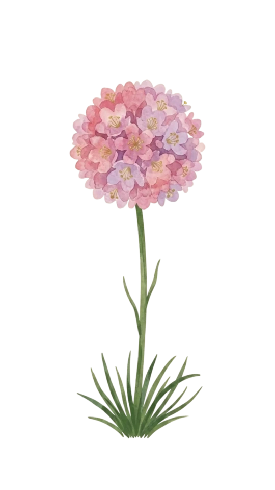 Armeria