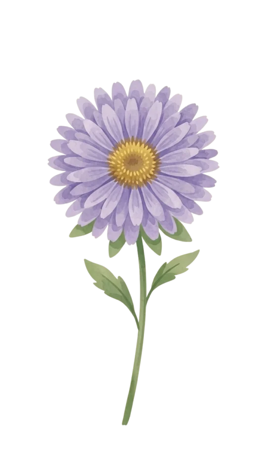 Aster