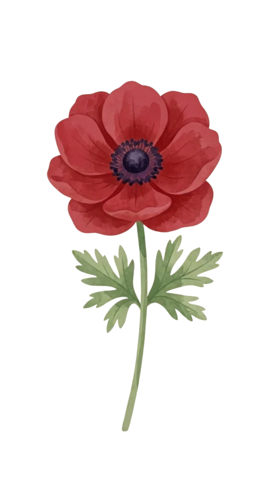 Red Anemone