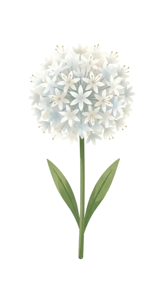 White Allium