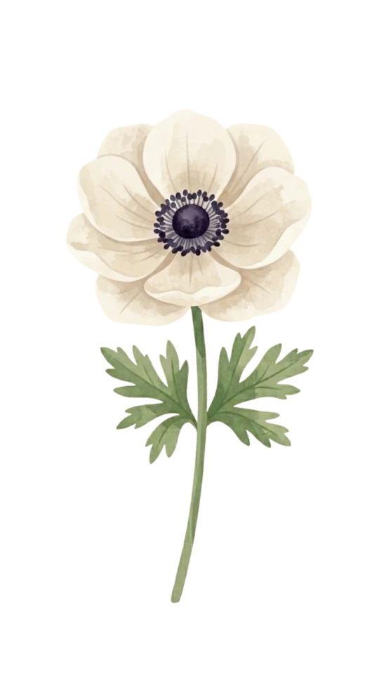White Anemone